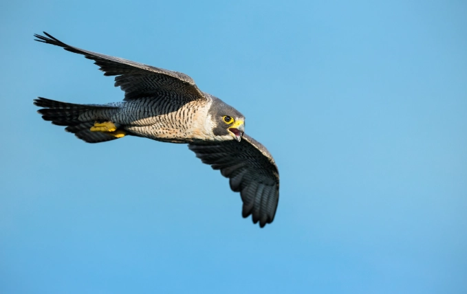How fast can a Peregrine Falcon fly
