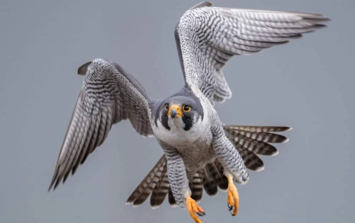 How fast can a Peregrine Falcon fly