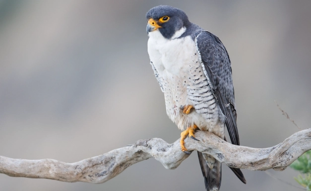 peregrine falcon weight