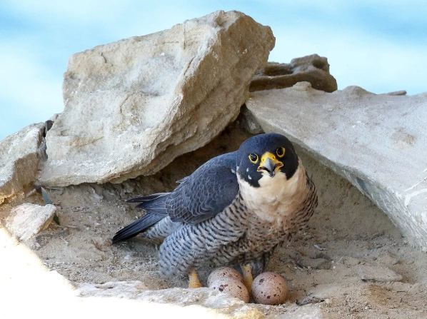 where do peregrine falcons live