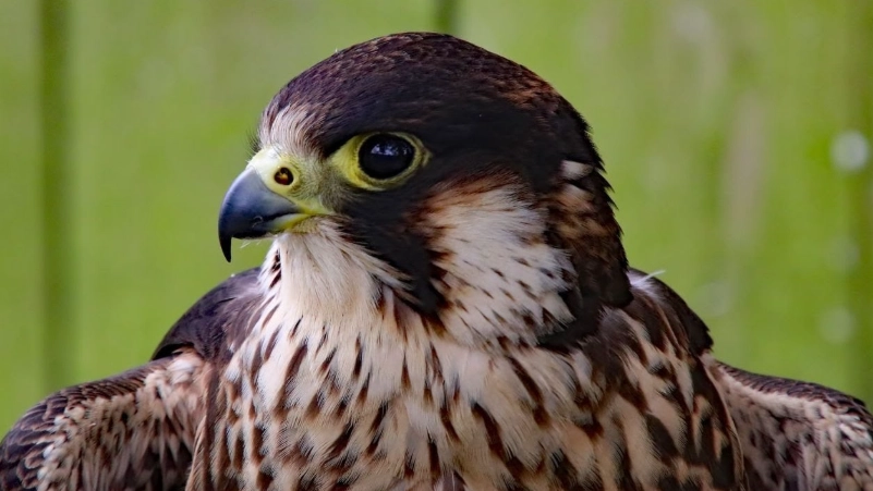 Peregrine Falcon call