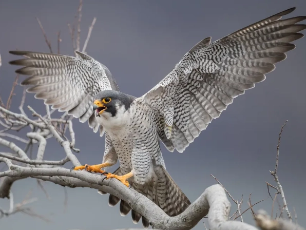 peregrine falcon wingspan