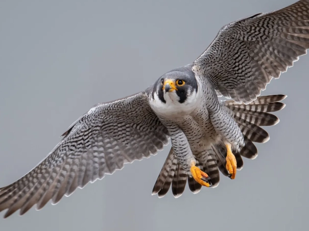 where do peregrine falcons live