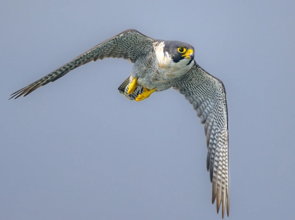 Peregrine Falcon natural habitat