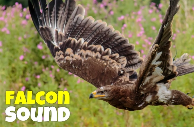 Peregrine Falcon screech