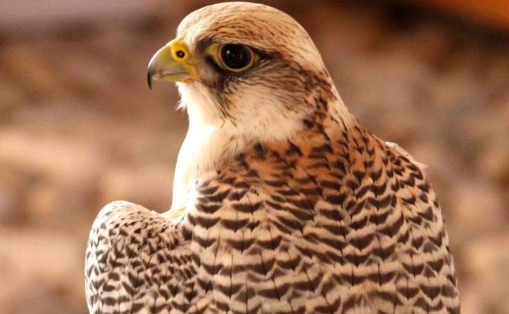 Peregrine Falcon screech