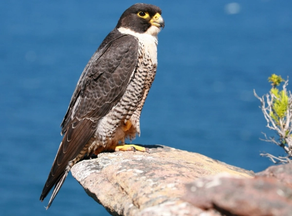 Peregrine Falcon natural habitat