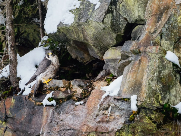 peregrine falcon habitat