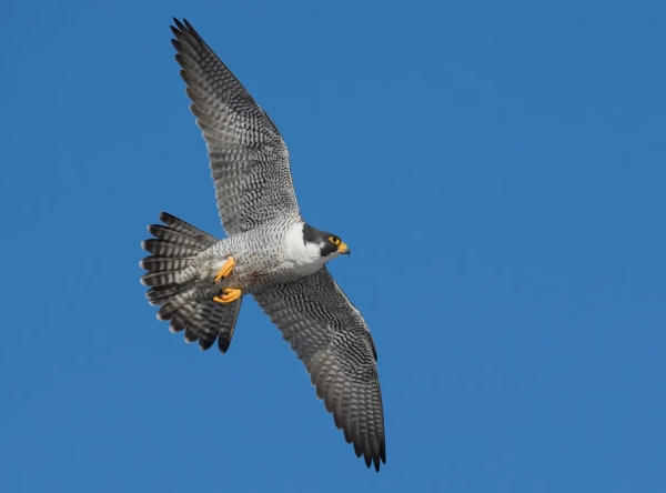 peregrine falcon wingspan
