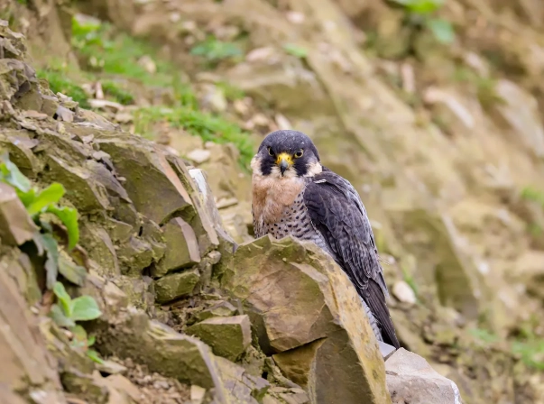 peregrine falcon nesting sites