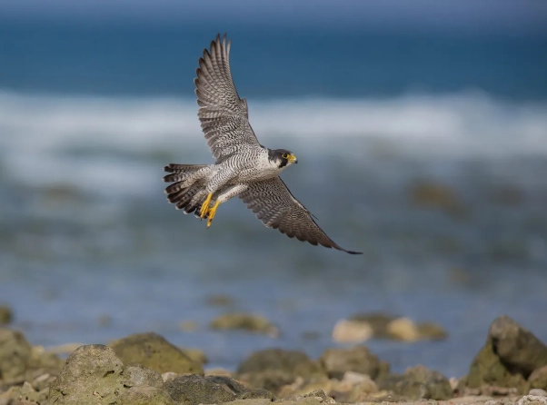 peregrine falcon habitat