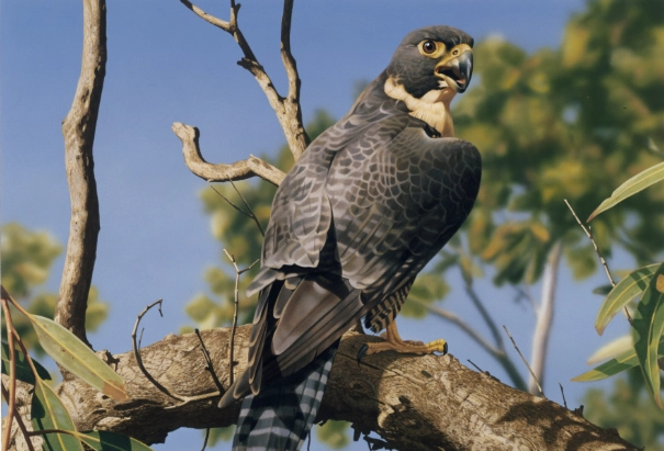 Peregrine Falcon natural habitat