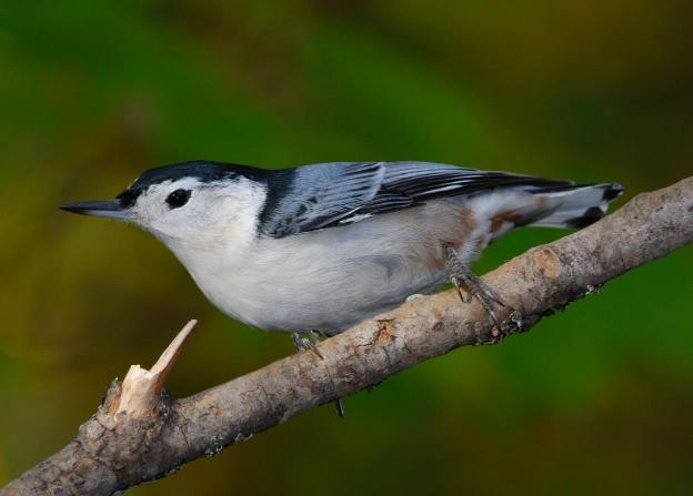 white breasted nuthatch female white breasted nuthatch female