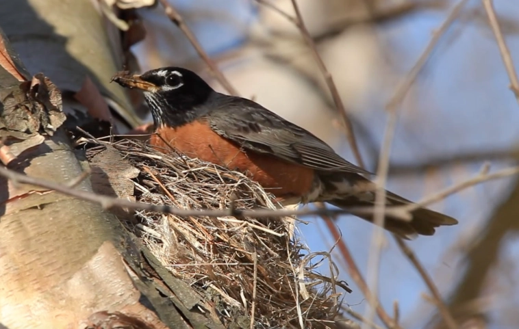 robin nesting habits