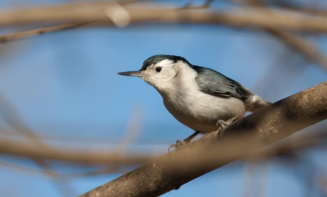 common backyard birds common backyard birds