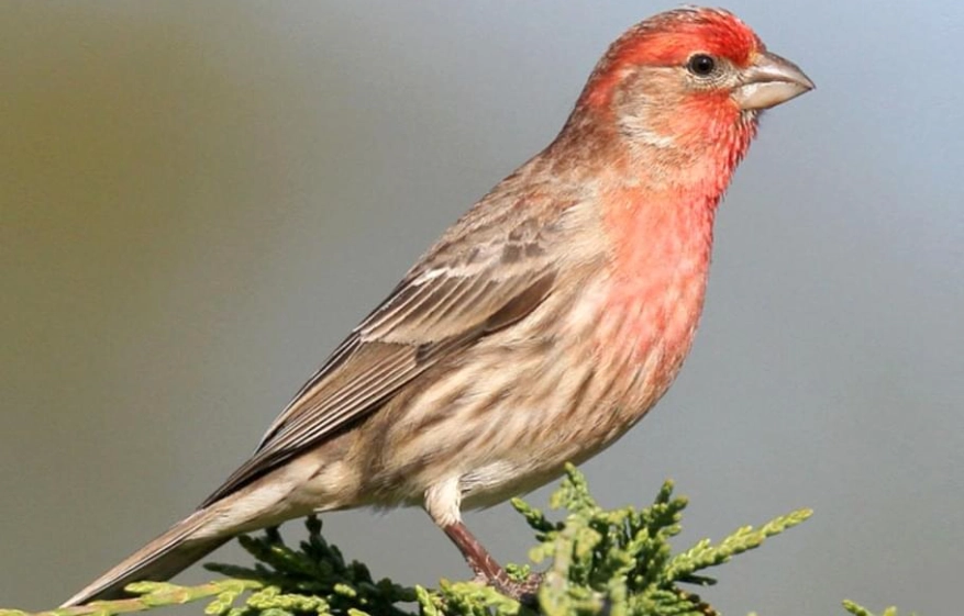 House Finch life expectancy