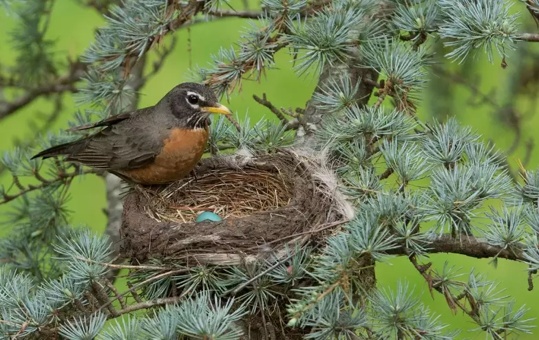 American robin nest