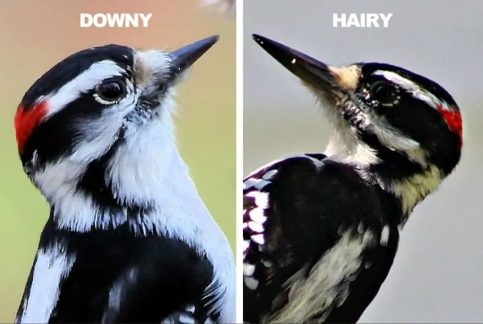woodpecker identification guide