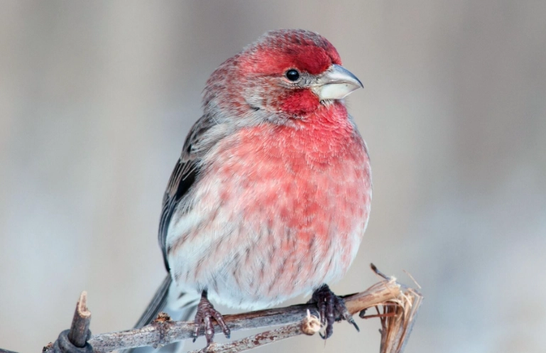 how long do house finches live