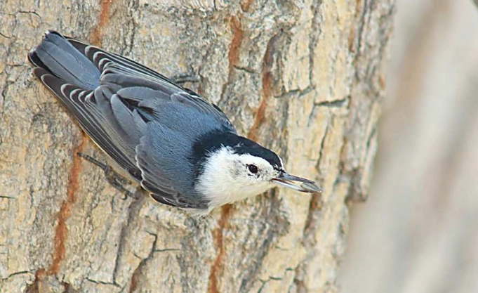 White-breasted Nuthatch rarity White-breasted Nuthatch rarity