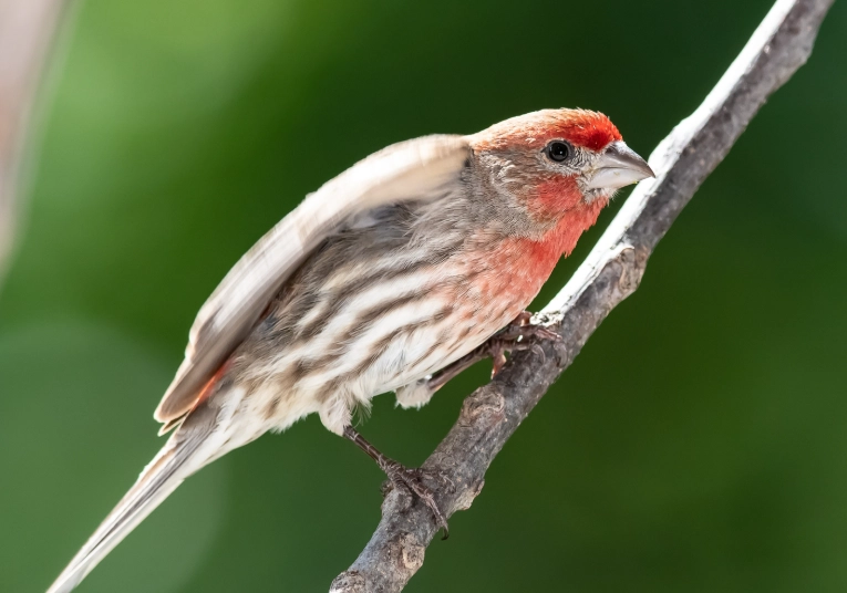 House Finch life expectancy