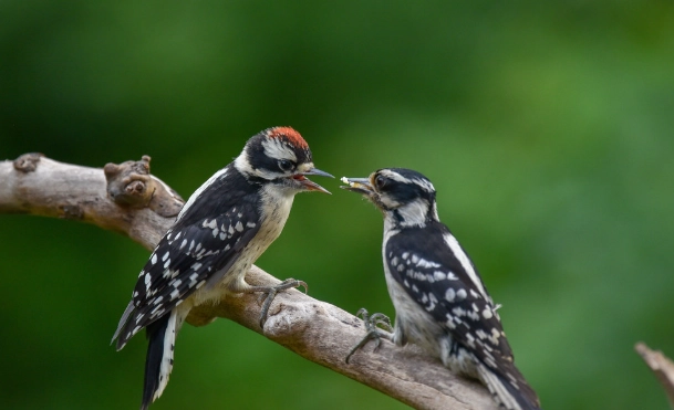 downy woodpecker baby downy woodpecker baby