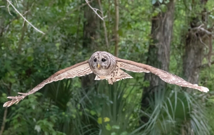 Barred Owl attack