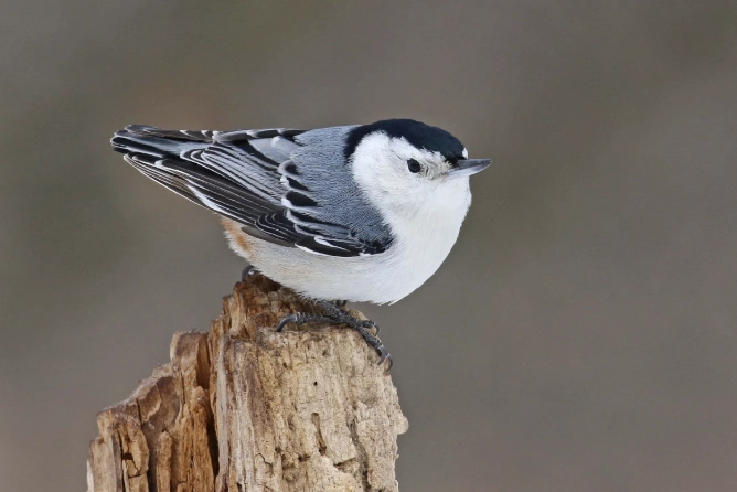 backyard bird sounds backyard bird sounds