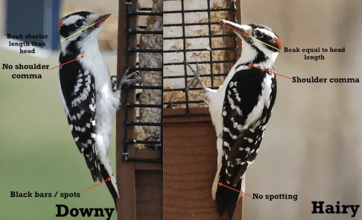difference between downy and hairy woodpecker