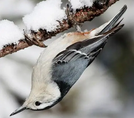 bird identification guide bird identification guide