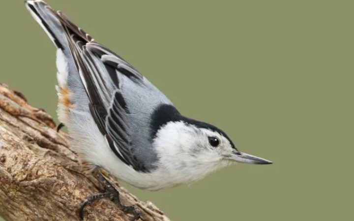 backyard bird sounds backyard bird sounds