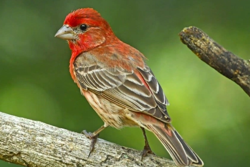 House Finch life expectancy