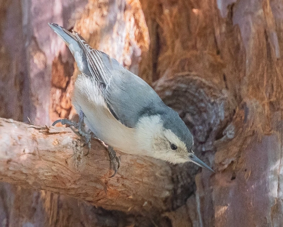common backyard birds common backyard birds