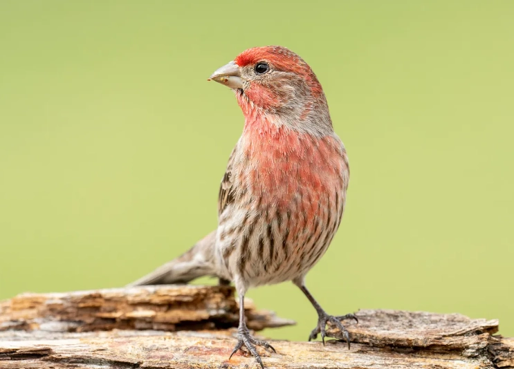 how long do house finches live