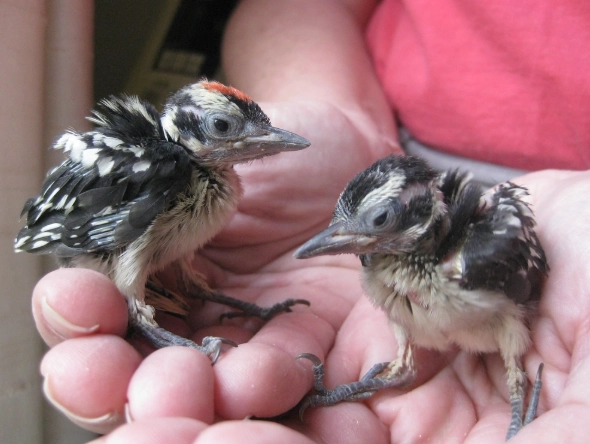 baby woodpecker identification baby woodpecker identification