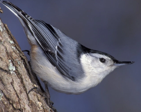 female nuthatch female nuthatch
