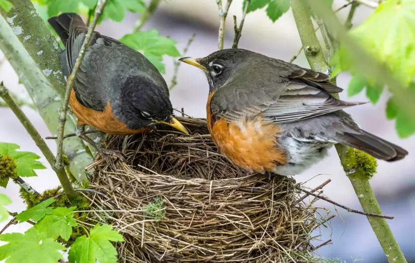 American robin nest