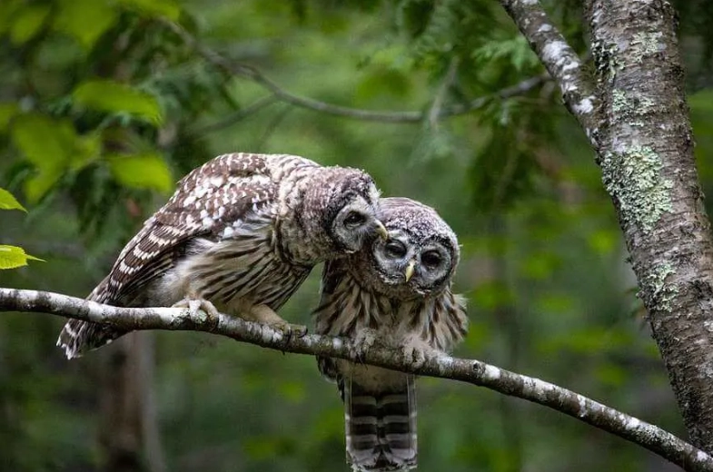 Barred Owl behavior