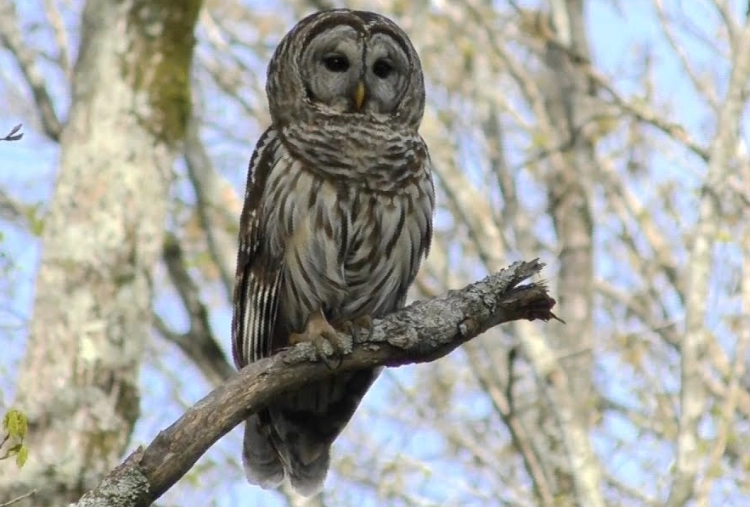 barred owl visit meaning barred owl visit meaning