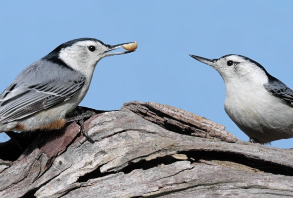 white breasted nuthatch female white breasted nuthatch female