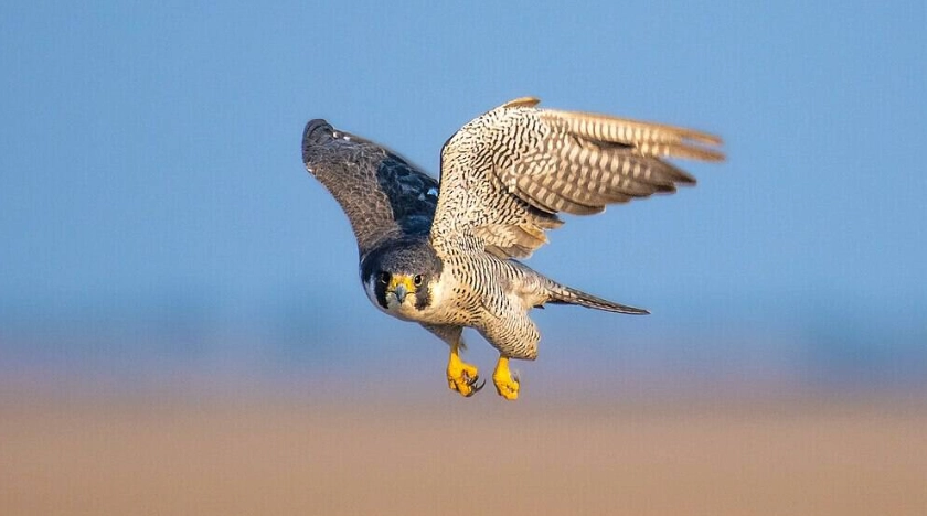 fastest animal in the world