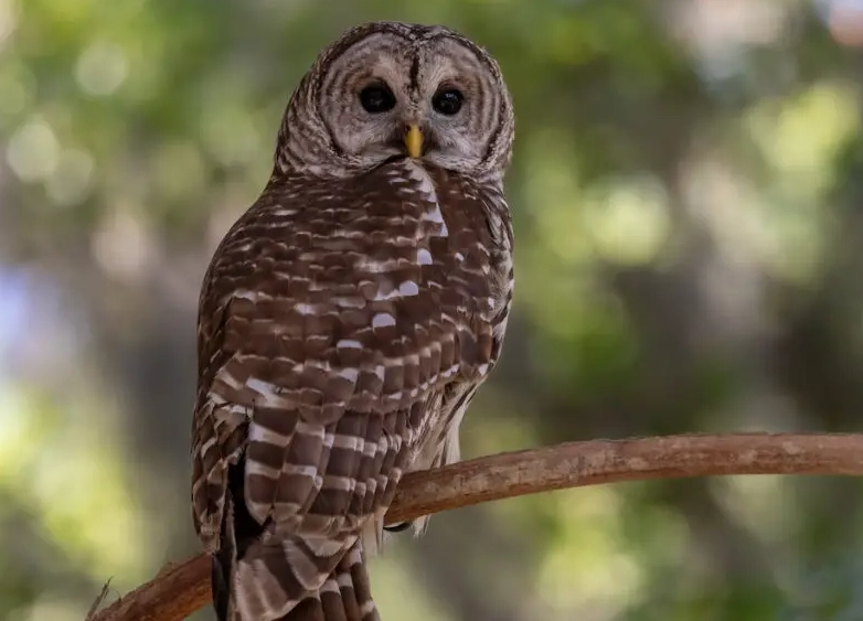 Barred Owl behavior