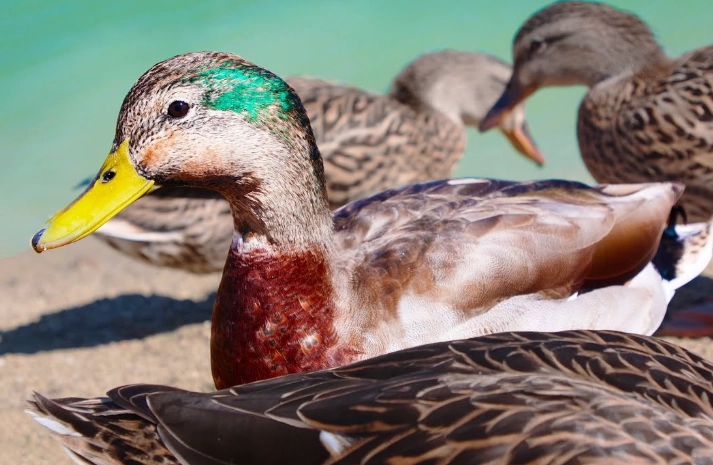 female mallard identification