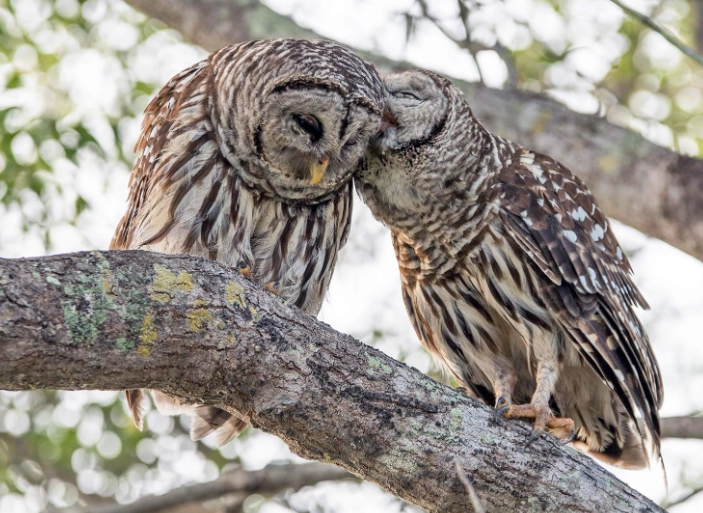 where to see barred owls where to see barred owls