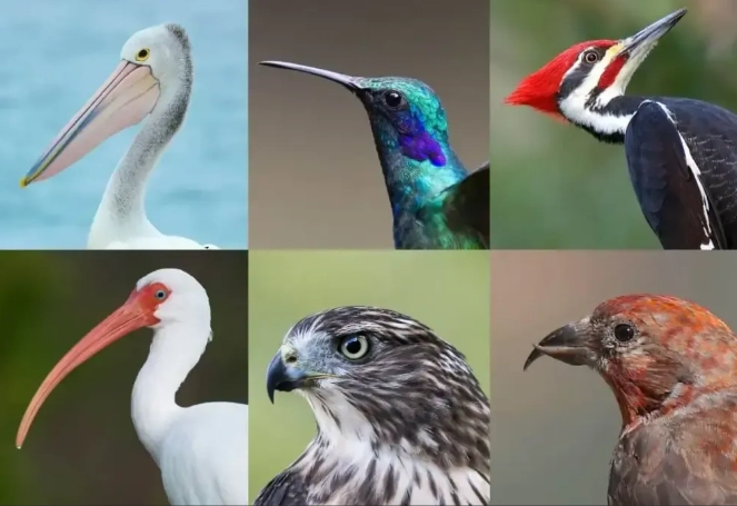 how to identify birds how to identify birds