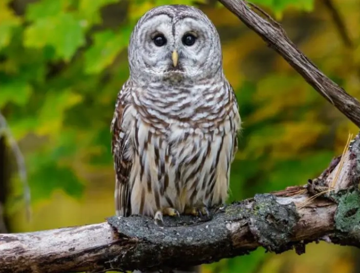 are barred owls rare are barred owls rare