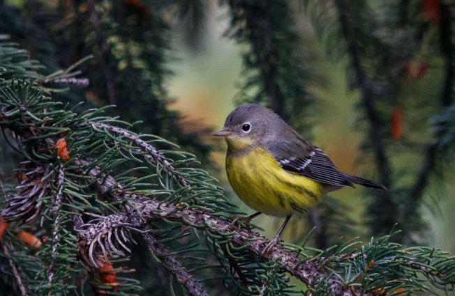 late summer bird activity