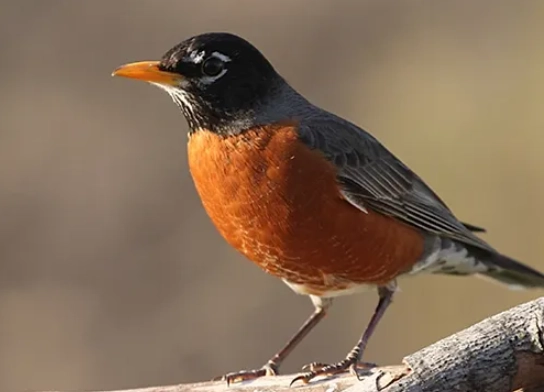 American robin bird facts