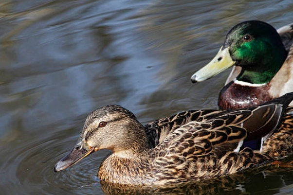 female mallard green head