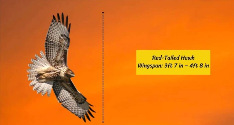 red-tailed hawk weight